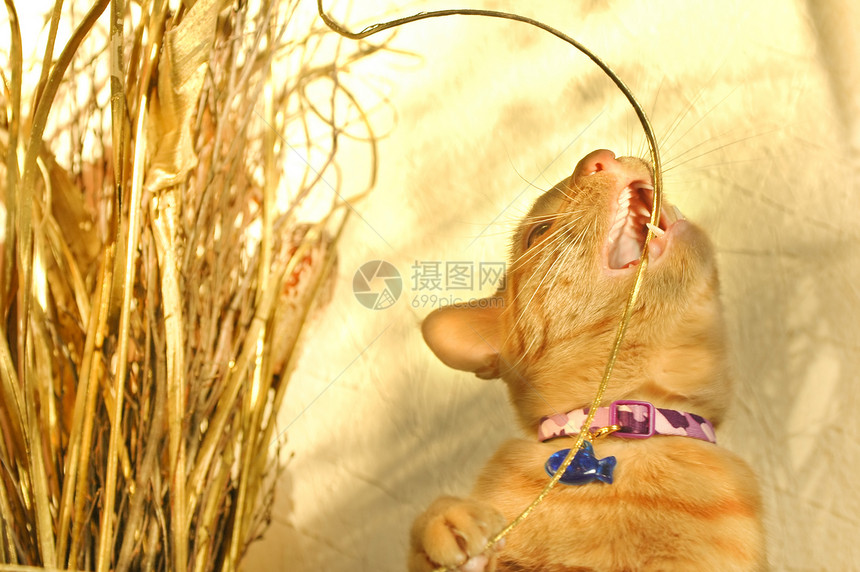 嬉皮小猫动物猫咪胡须牙线乐趣牙齿宠物猫科金子哺乳动物图片