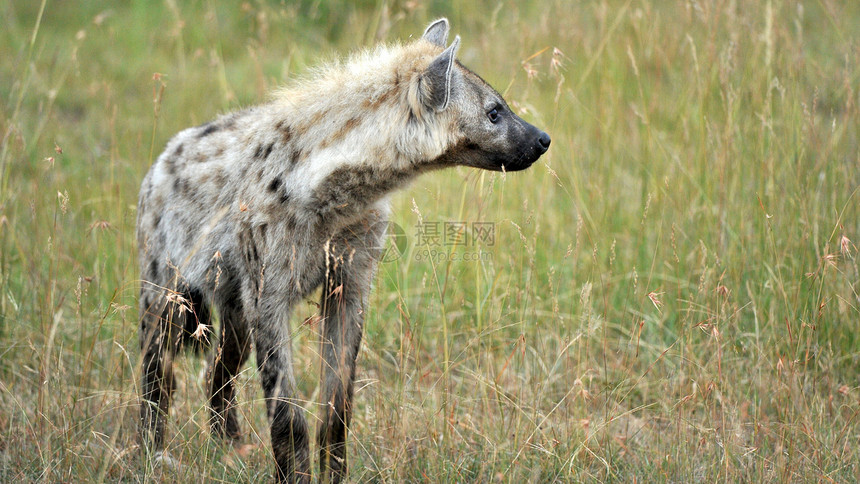 坦桑尼亚国家公园的Hyena动物火山口观赏蓝色死动物风景羚羊鬣狗热带宠物图片