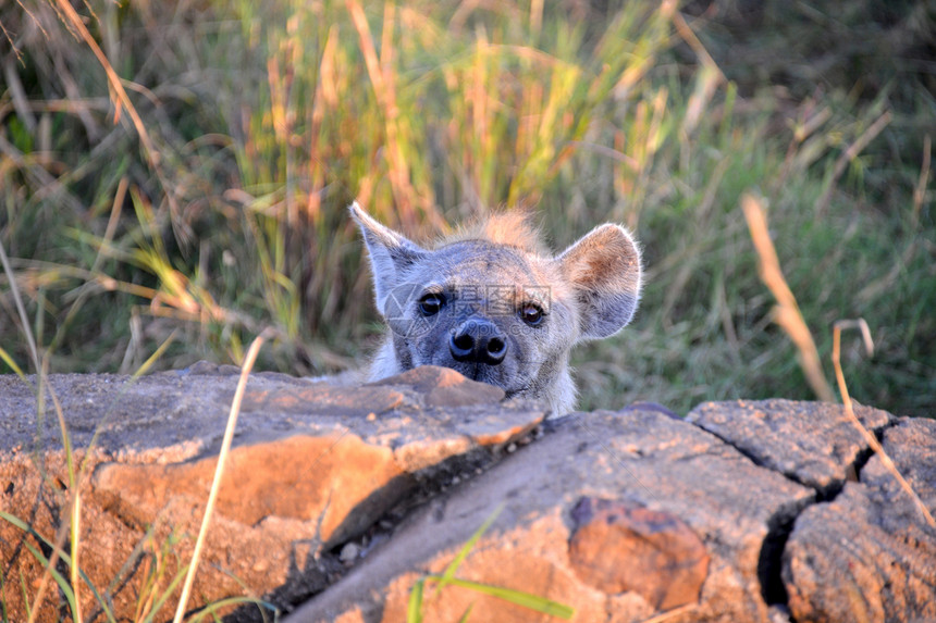 坦桑尼亚国家公园的Hyena热带保护区地点场地犬类哺乳动物鬣狗地平线陨石羚羊图片