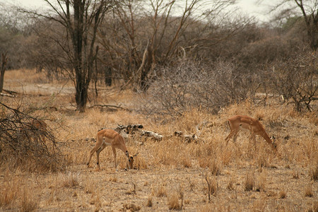 未开化凝视野生动物保护区高清图片