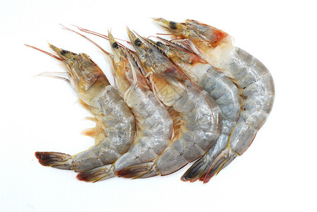 白色背景的虾动物美食老虎野生动物宏观烹饪餐厅贝类盘子煮沸背景图片