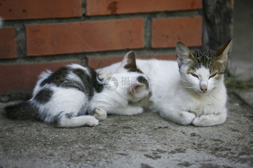 猫咪漂亮女性爪子短发女士哺乳动物毛皮猫科动物橙子眼睛罢工图片