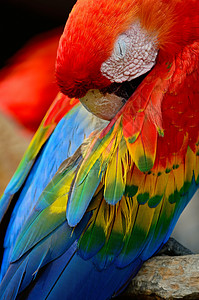 斯嘉丽马考动物园鸟舍动物群情调热带荒野野生动物生活翅膀异国背景图片