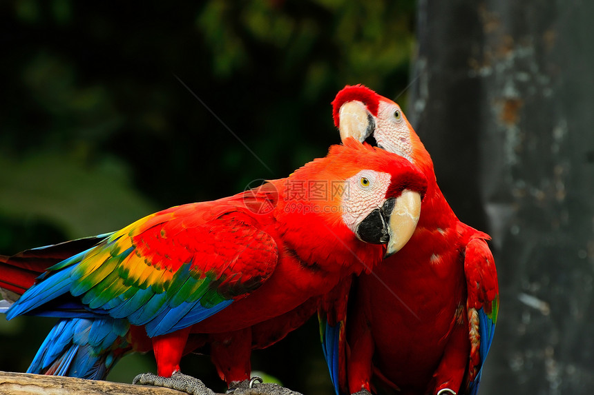 斯嘉丽马考动物园热带生活鹦鹉红色异国情调动物群宠物羽毛图片