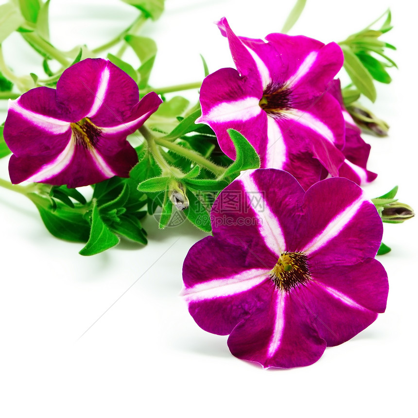 eterunia 立体紫色海浪团体季节环境花瓣树叶花园植物群花束图片