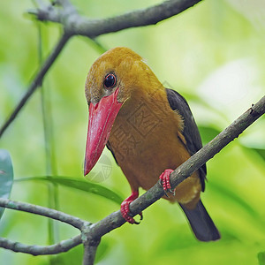 女性布朗翼捕鸟王棕翅棕色鸟类野生动物翠鸟森林红树林背景图片