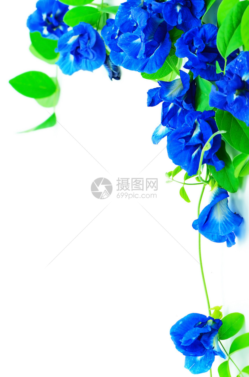 蝴蝶佩亚药物植物群花瓣三叶草园艺颜料烹饪藤蔓萼片蓝色图片