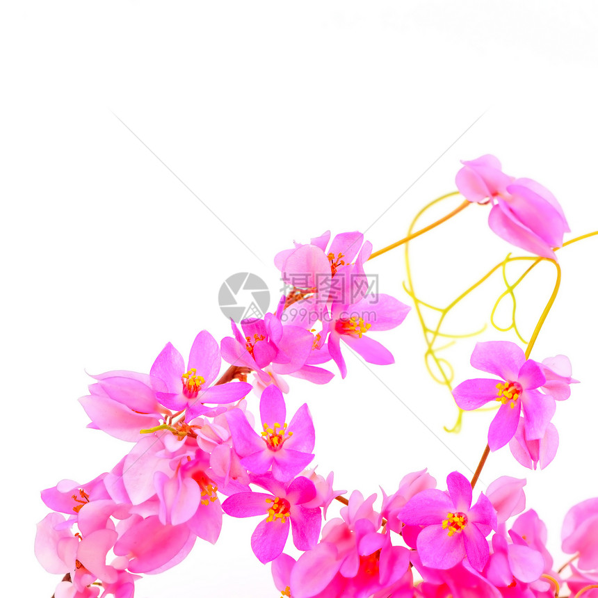 珊瑚藤季节芳香玫瑰宏观花瓣植物香气爬行者疗法花园图片