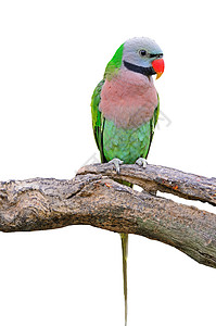 红胸鹦鹉翅膀羽毛绿色鸟类野生动物动物高清图片