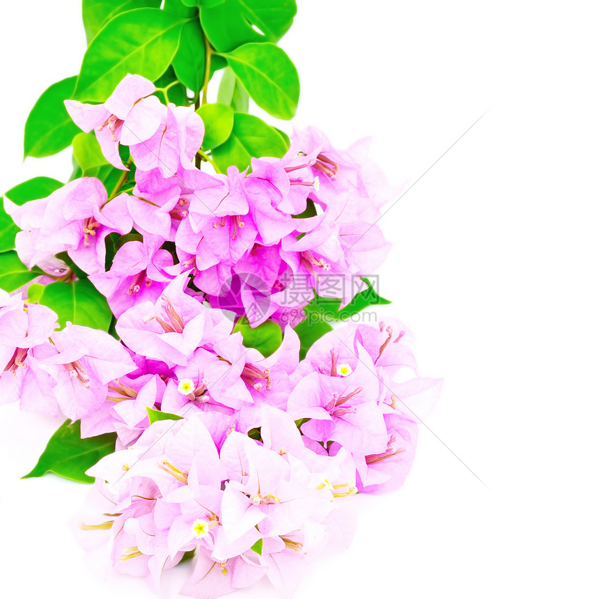 哥伦比亚花园植物群绿色紫色花束风格红色粉色树叶装饰图片