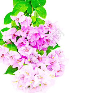 哥伦比亚花园植物群绿色紫色花束风格红色粉色树叶装饰背景图片