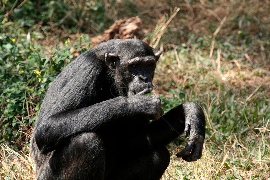 野外黑猩猩宠物灵长类野外动物医学科学野生动物人科物种濒危动物图片