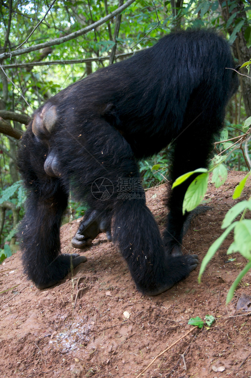 野外黑猩猩哺乳动物濒危人科雄性医学野外动物科学灵长类宠物野生动物图片