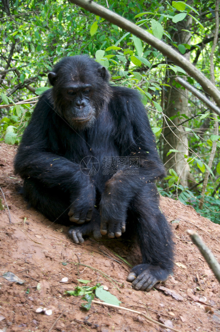 野外黑猩猩动物雨林人科科学野外动物宠物物种哺乳动物野生动物灵长类图片