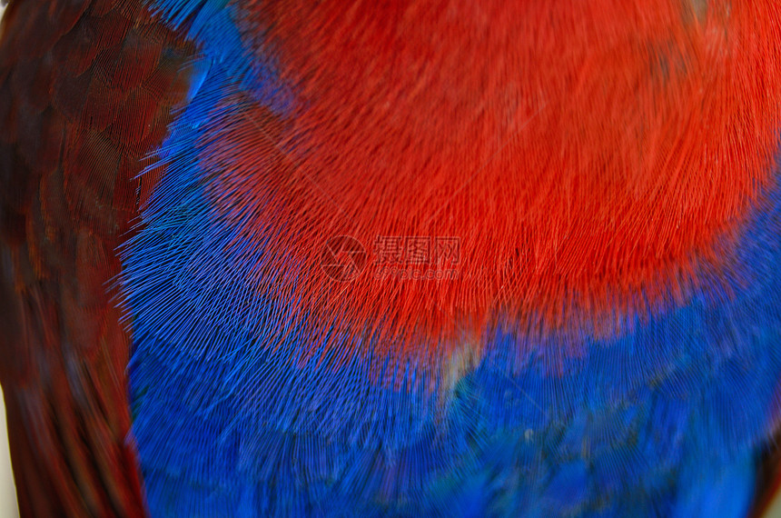 Ecectus 鹦鹉羽毛女性绿色红色野生动物荒野翅膀蓝色图片