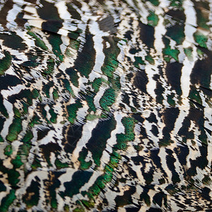 绿花鸟羽毛男性野生动物绿色眼睛动物蓝色尾巴动物园背景图片