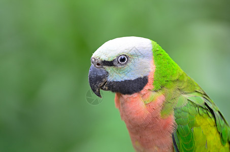 红胸鹦鹉羽毛荒野鸟类野生动物动物翅膀绿色高清图片