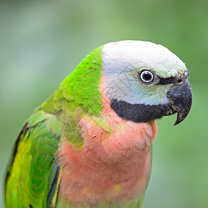 红胸鹦鹉荒野野生动物动物鸟类羽毛翅膀绿色高清图片