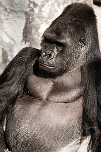 银背大猩猩男性大猩猩脸部肖像领导者头发宏观动物园野生动物眼睛荒野老板支配嘴唇背景