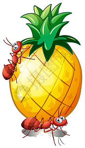两个蚂蚁素材两个蚂蚁的菠萝水果插画