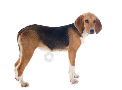 Beagle 搜索器猎狗小狗工作室猎犬打猎宠物动物背景图片