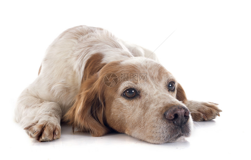 布里塔尼意大利语Name棕色疾病动物犬类女性猎犬猎狗工作室宠物白色图片