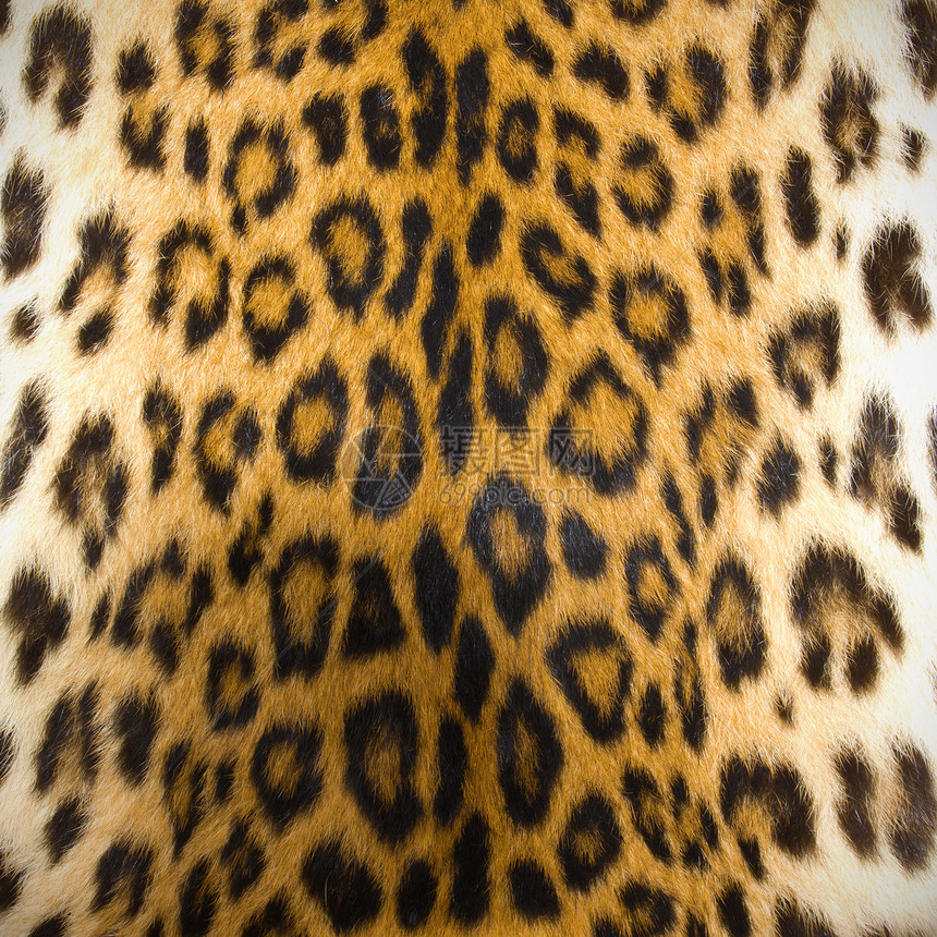 豹皮皮肤纹理野生动物宏观皮革头发风格老虎织物动物地毯橙子图片