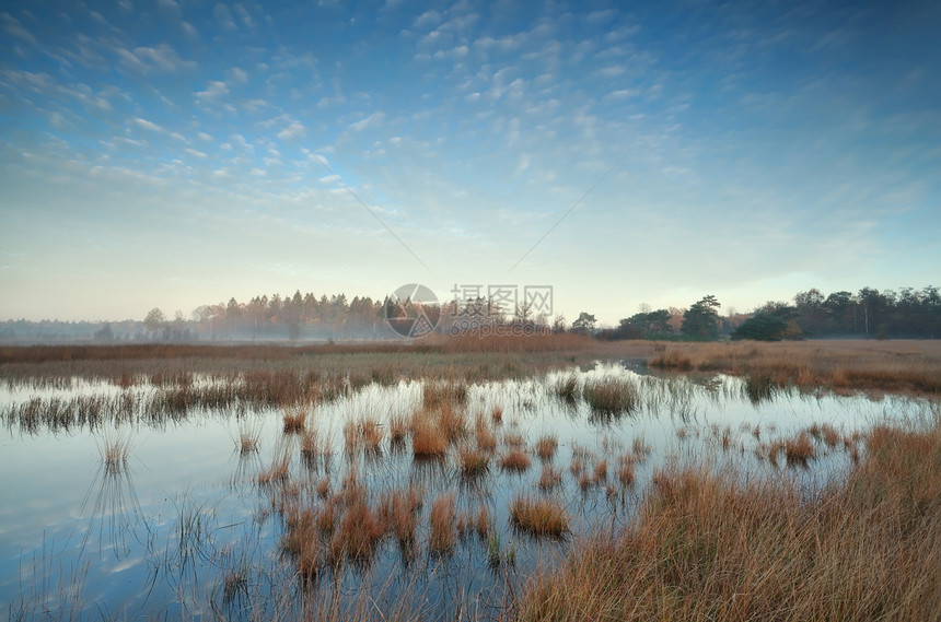 金子秋天在沼泽上日出风景森林季节性池塘农村荒野薄雾阳光天空季节图片