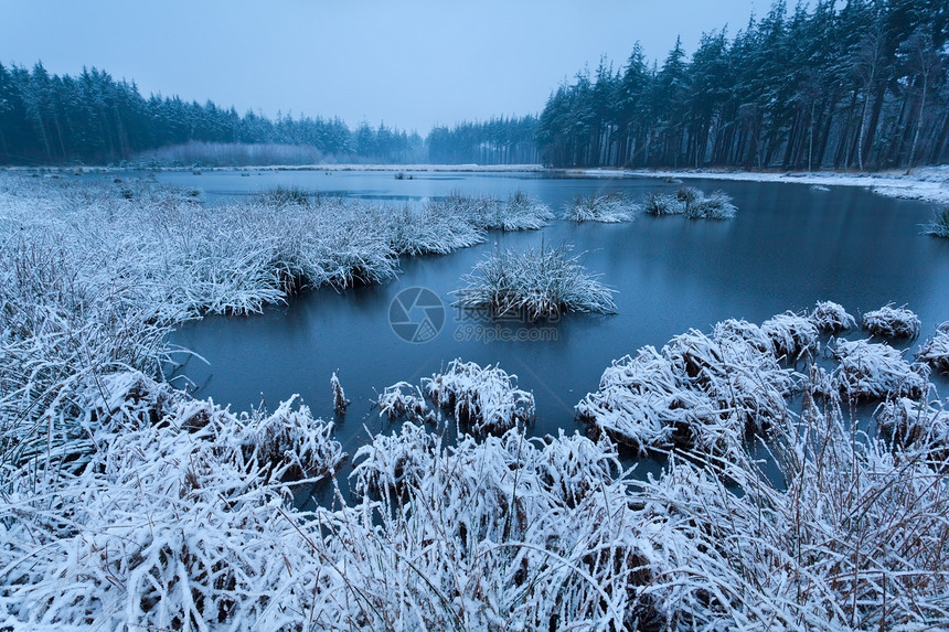 在野湖上寒冬的清晨松树荒野云杉风景针叶沼泽季节性白色森林农村图片