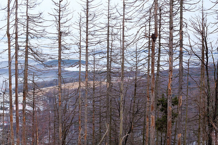 冬季森林中的干枯树植物群高清图片素材