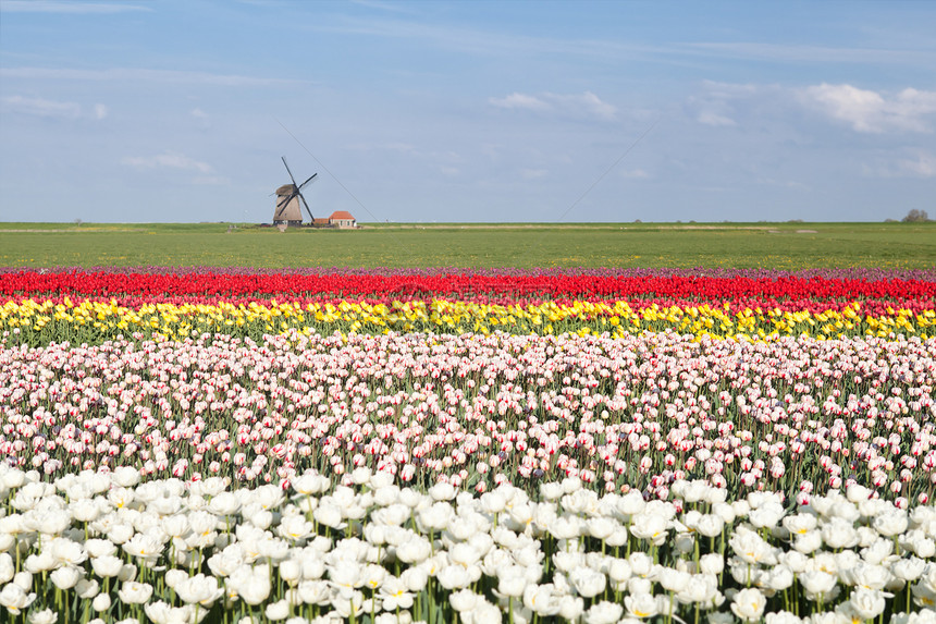 色彩多彩的郁金香田和春天的荷兰风车图片
