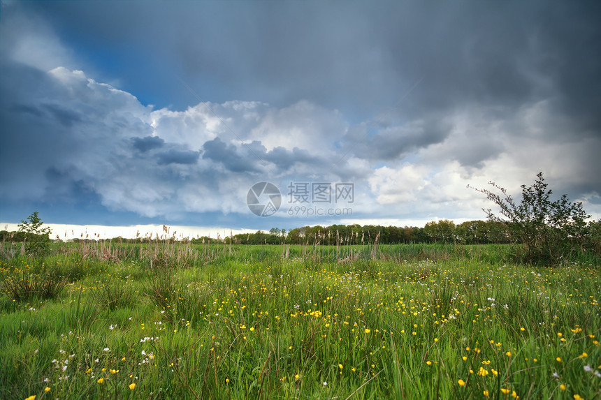 暴风雨笼罩的天空 在开花的沼泽上图片