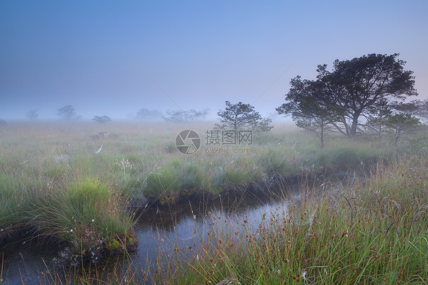 沼泽的迷雾夏日清晨图片
