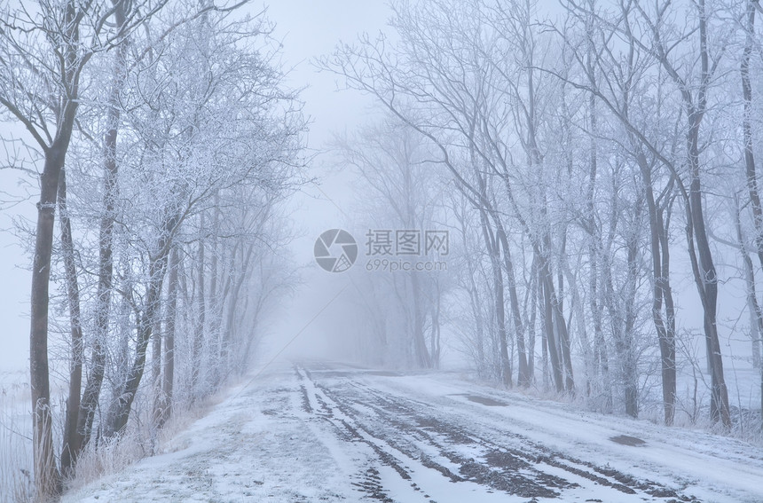 冷冻的树木和农村道路图片