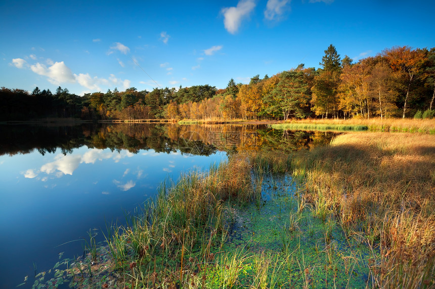 秋林中的小湖森林沼泽阳光风景黄色天空蓝色晴天农村金子图片