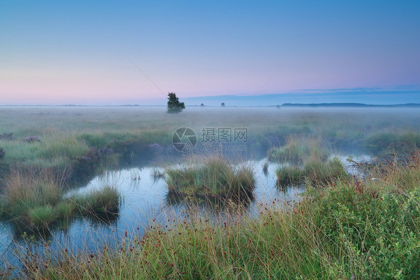 夏季粉色日出在沼泽地上图片