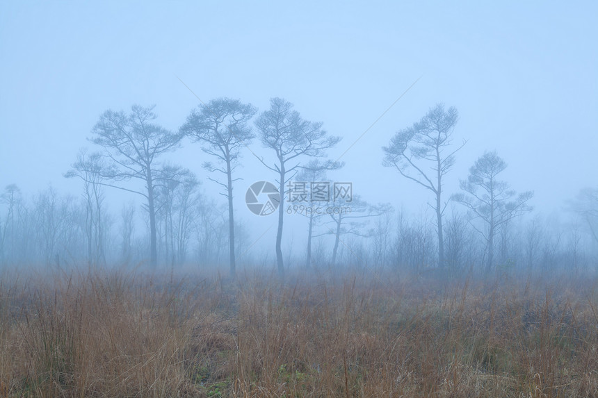 雾中沼泽的迷雾森林图片