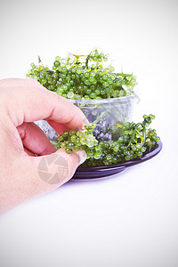 大洋海葡萄海藻海洋藻类叶子产品美味绿色食物美食沙拉棕色背景图片