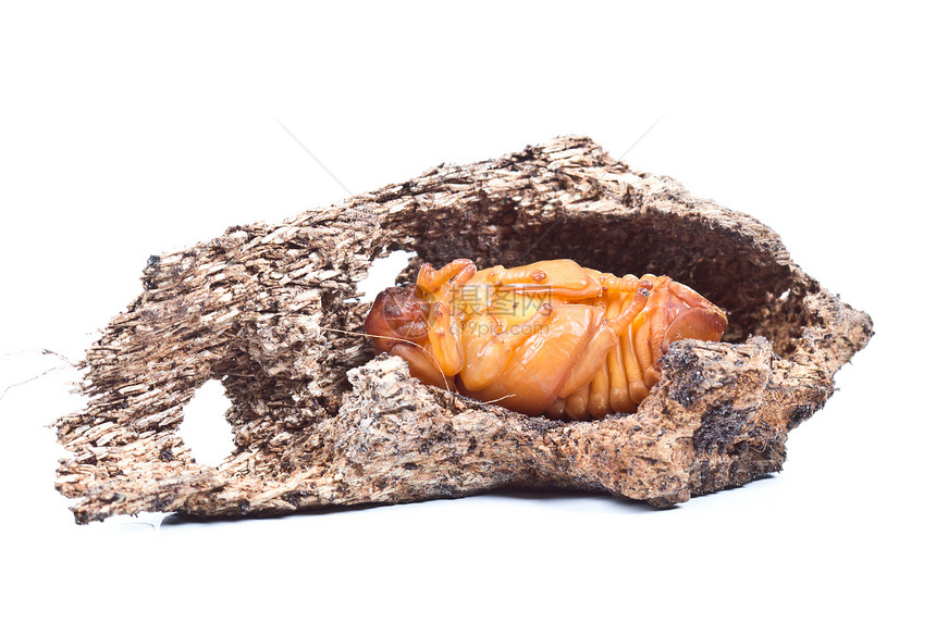 Pupa 椰子犀牛甲虫犀牛工作室甲虫野生动物力量怪物头发宏观喇叭害虫图片