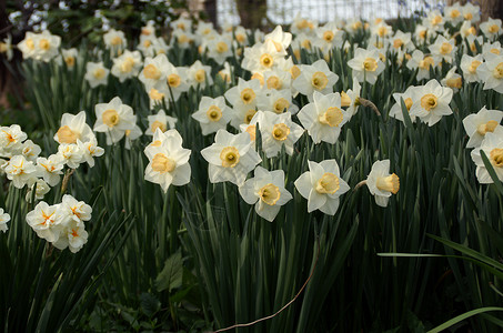 水仙子体黄色水仙花植被白色背景图片