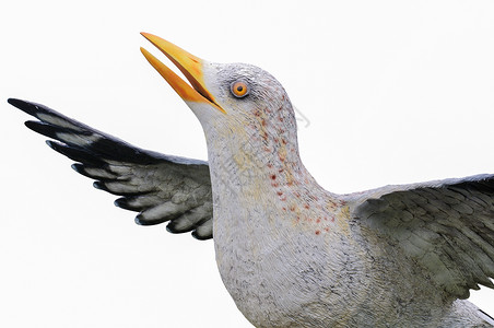 鸟 海鸥雕像公鸡手工库存数字野生动物姿势雕塑丛林眼睛艺术背景图片