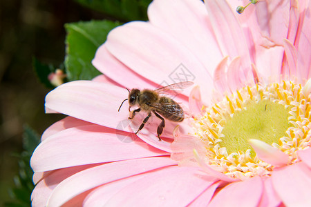 在花朵上采集蜂蜜或花粉背景图片
