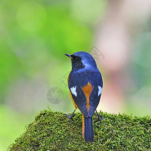 男性多瑞安红开始公鸟栖息地黑色鸟类绿色野生动物橙子高清图片