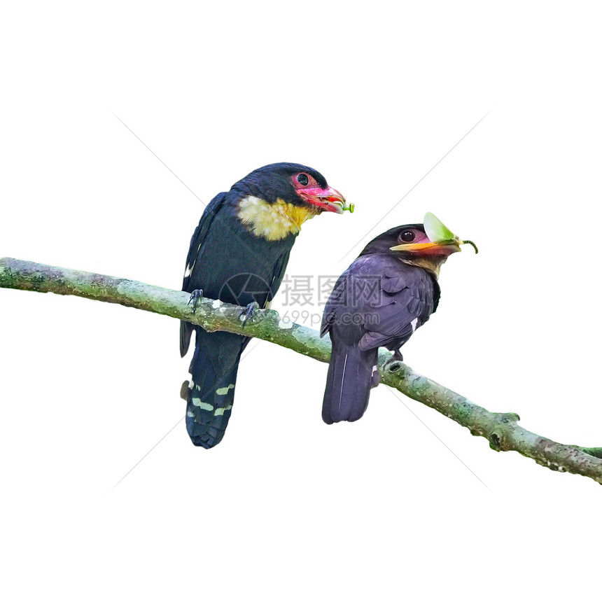 杜斯基布洛比比尔嘴鸟森林眼睛雨林翅膀叶子彩色手表野生动物观鸟图片