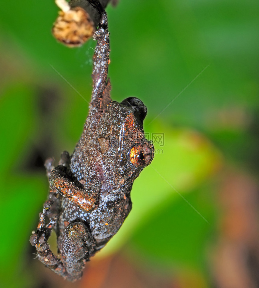 青蛙野生动物生态生物宏观森林热带绿色雨林环境动物图片