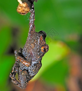 青蛙野生动物生态生物宏观森林热带绿色雨林环境动物跳高清图片素材