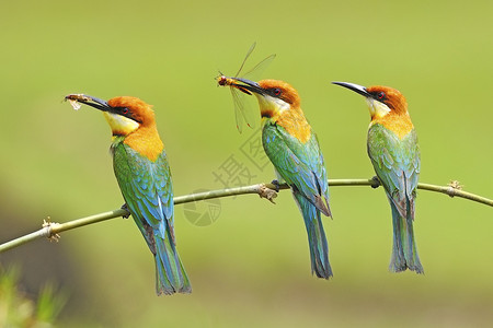 蜂虎鸟食蜂鸟绿色的高清图片