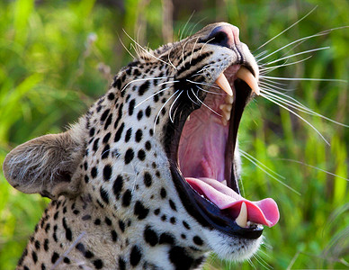 花豹与黑豹食肉动物代替高清图片