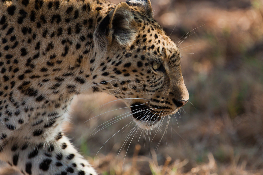 坦桑尼亚国家公园的黑豹搜索濒危运动人脸生物体地点植物环境野猫游客图片