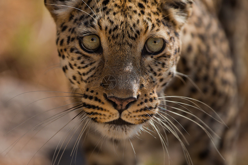 坦桑尼亚国家公园的黑豹健身植物宠物野生动物守望生物体濒危人脸食虫公园图片